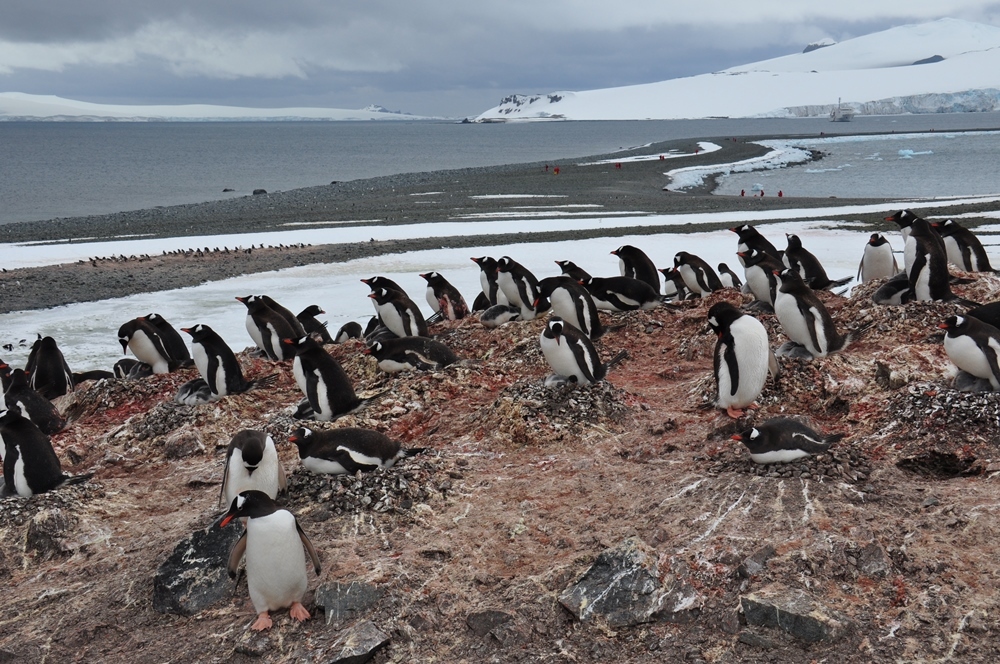 Sailing expedition to the Antarctica — photo 4