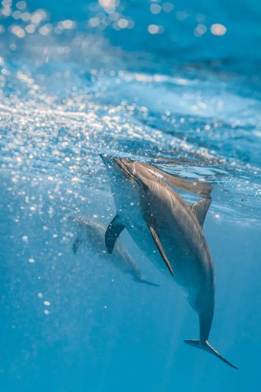 Freediving with Dolphins