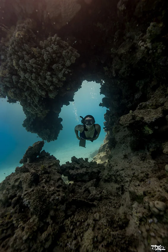 Freediving with Dolphins — photo 3