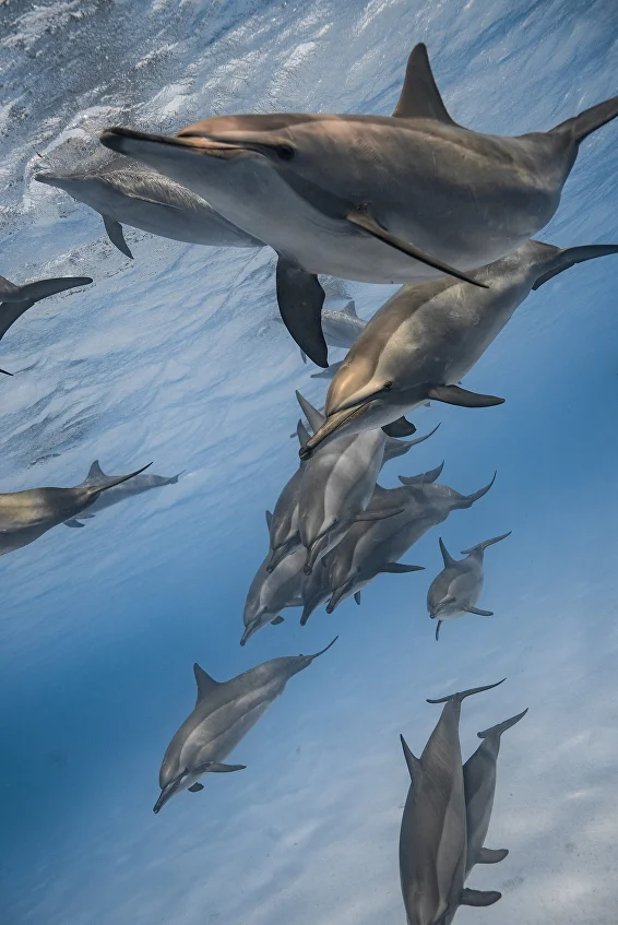 Freediving with Dolphins — photo 4