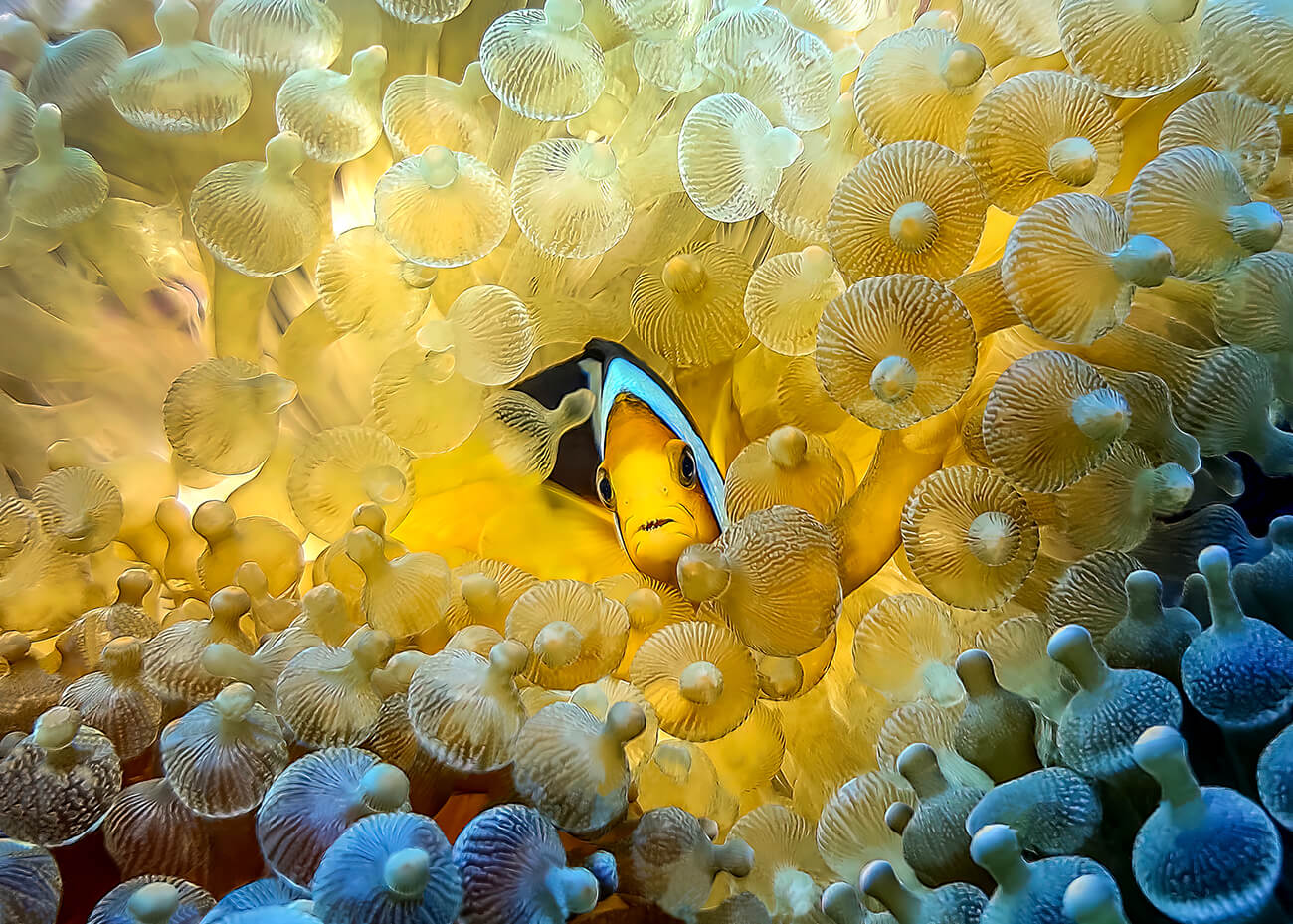 Explore the Underwater Paradise — photo 4