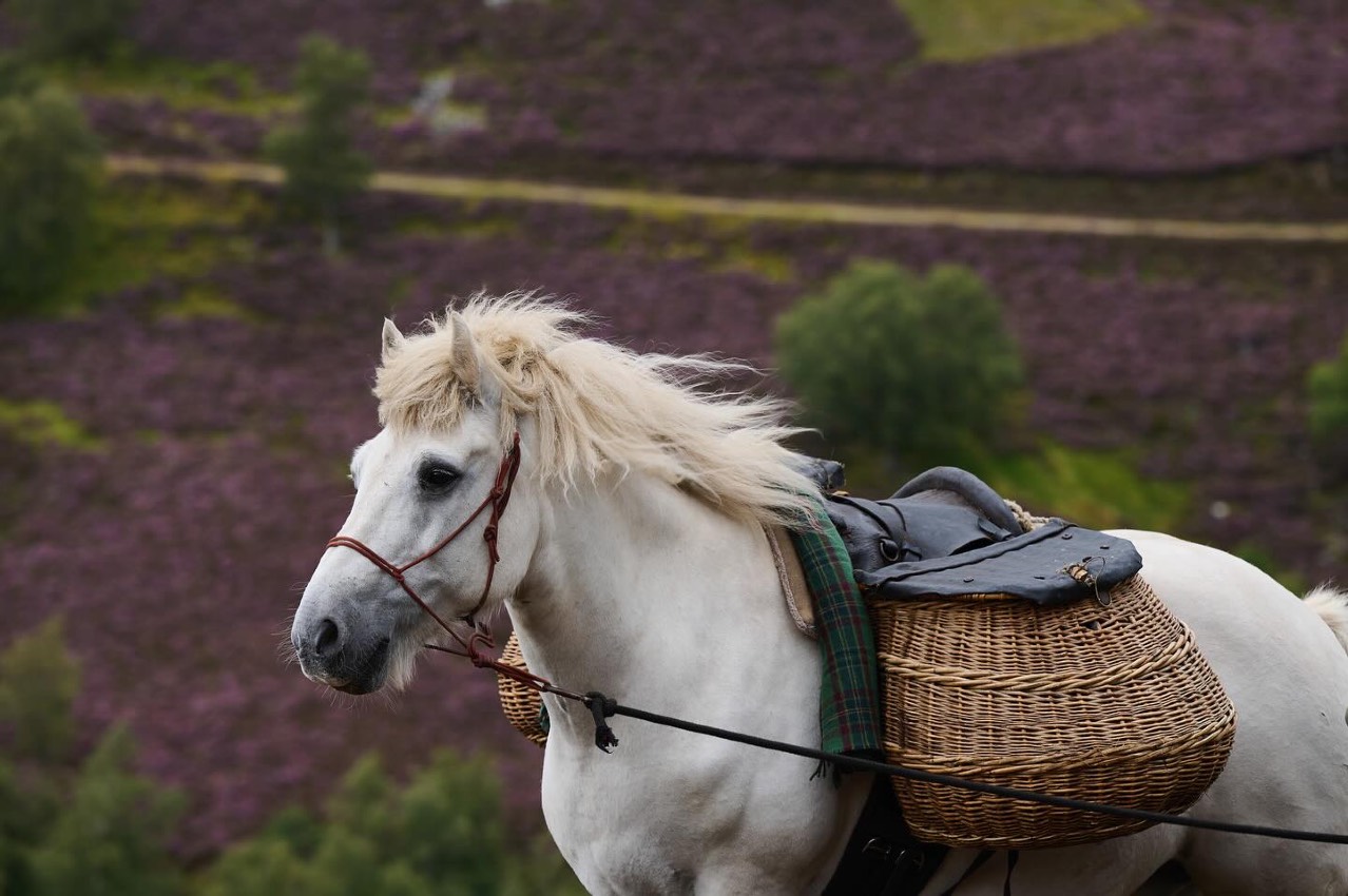 Highlands on Horseback — photo 5