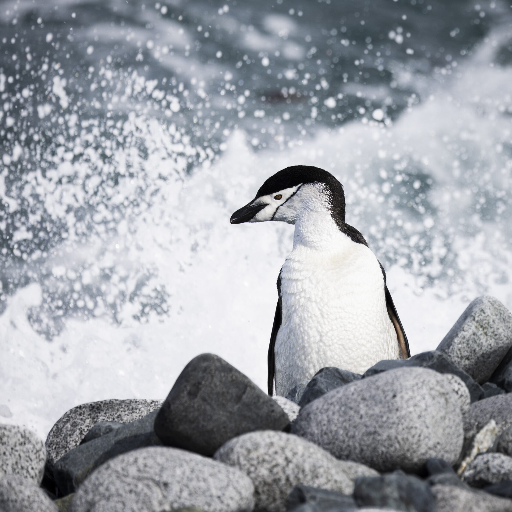 Sailing expedition to the Antarctica